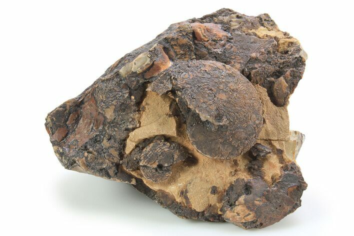 Detailed Jurassic Ammonites in Rock - Morocco #295329